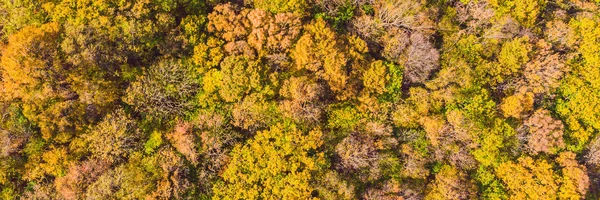 Vista aérea de arriba hacia abajo del bosque de otoño con árboles verdes y amarillos. Bosque mixto de hoja caduca y coníferas. Hermoso paisaje de otoño BANNER, FORMATO LARGO — Foto de Stock