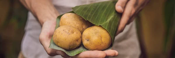 BANNER, FORMATO LARGO Concepto de envasado de productos ecológicos. Patata envuelta en una hoja de plátano, como alternativa a una bolsa de plástico. Concepto de cero residuos. Envases alternativos —  Fotos de Stock