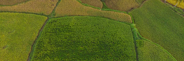 Arroz Terrace Aerial Shot. Imagem do belo campo de arroz terraço BANNER, LONG FORMAT — Fotografia de Stock