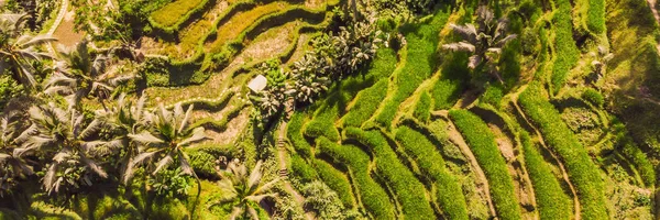 Arroz Terrace Aerial Shot. Imagem do belo campo de arroz terraço BANNER, LONG FORMAT — Fotografia de Stock