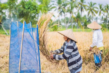 Mayıs 23, 2019, Endonezya, Bali: Endonezyalı çiftçi adam Ubud, Bali tarlalarında pirinç eleyen. Çin, Vietnam, Tayland, Myanmar, Filipinler kırsalında yapılan yaygın bir uygulama