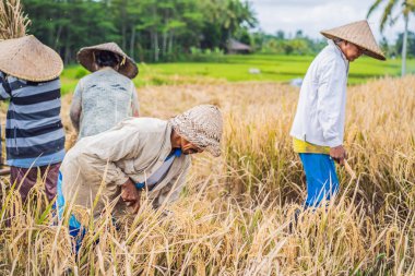 Endonezyalı çiftçi adam Ubud, Bali tarlalarında pirinç ele. Çin, Vietnam, Tayland, Myanmar, Filipinler kırsalında yapılan yaygın bir uygulama