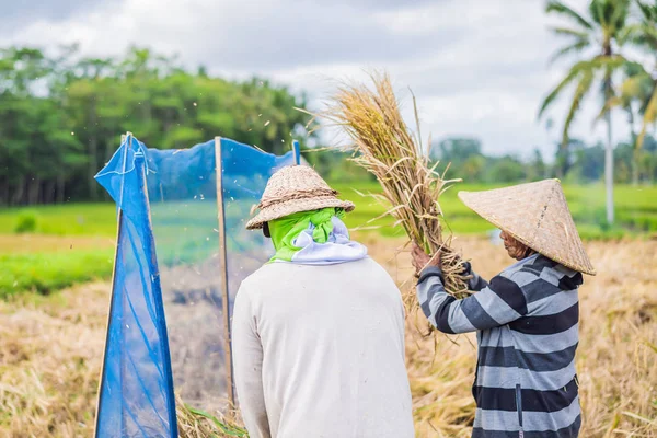 Hombre agricultor indonesio tamizando arroz en los campos de Ubud, Bali. Una práctica común en las zonas rurales de China, Vietnam, Tailandia, Myanmar, Filipinas —  Fotos de Stock