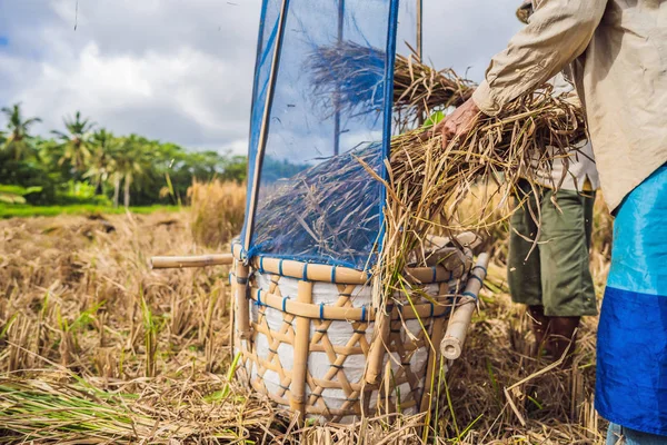 Hombre agricultor indonesio tamizando arroz en los campos de Ubud, Bali. Una práctica común en las zonas rurales de China, Vietnam, Tailandia, Myanmar, Filipinas —  Fotos de Stock