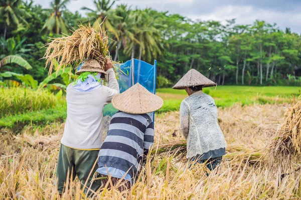 Endonezyalı çiftçi adam Ubud, Bali tarlalarında pirinç ele. Çin, Vietnam, Tayland, Myanmar, Filipinler kırsalında yapılan yaygın bir uygulama — Stok fotoğraf