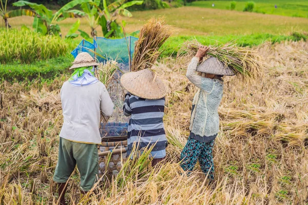 Endonezyalı çiftçi adam Ubud, Bali tarlalarında pirinç ele. Çin, Vietnam, Tayland, Myanmar, Filipinler kırsalında yapılan yaygın bir uygulama — Stok fotoğraf