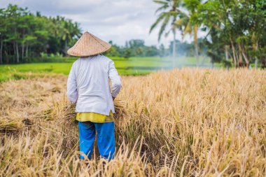 Endonezyalı çiftçi adam Ubud, Bali tarlalarında pirinç ele. Çin, Vietnam, Tayland, Myanmar, Filipinler kırsalında yapılan yaygın bir uygulama