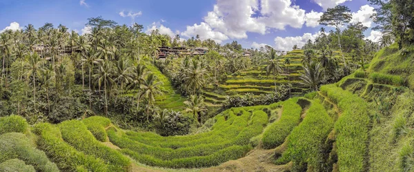 Vista panoramica delle terrazze di riso a cascata — Foto Stock
