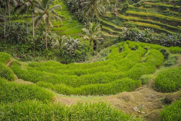 Panoramic view of the cascading rice terraces — Stock Photo, Image