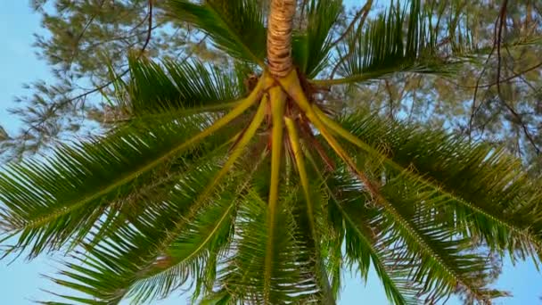 Point of View shot-persoon die op een tropisch strand legt, kijkt omhoog op een palmboom — Stockvideo