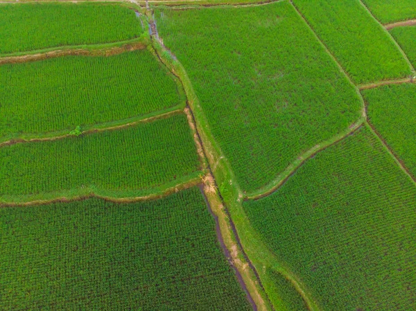 Arroz Terrace Aerial Shot. Imagem do belo campo de arroz terraço — Fotografia de Stock