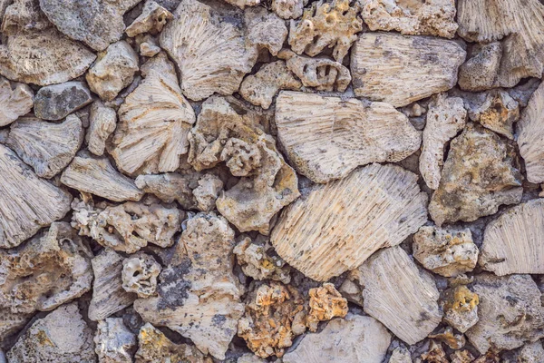 La multiplicidad de corales en la pared, textura de coral, fondo de coral —  Fotos de Stock