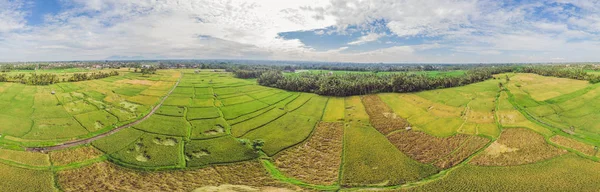 Imagen de hermoso campo de arroz con terrazas en temporada de agua y riego por dron, Vista superior de arroces arrozales —  Fotos de Stock