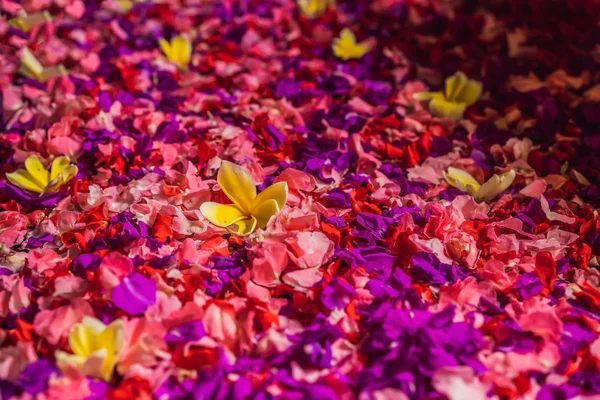 Лепестки спа в миске с тропическими цветами, спа-педикюр — стоковое фото