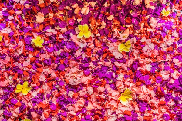 Лепестки спа в миске с тропическими цветами, спа-педикюр — стоковое фото