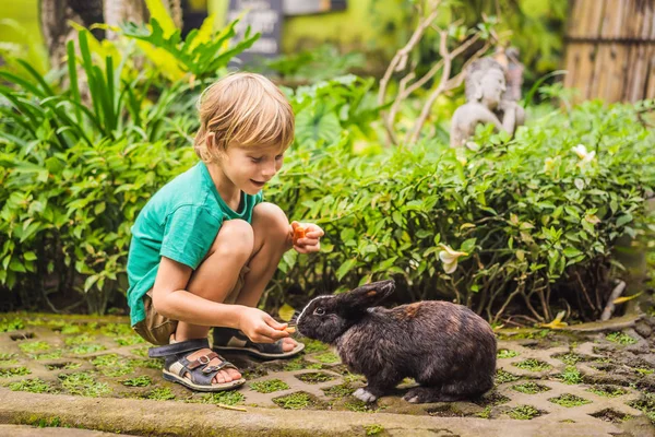 Le garçon nourrit le lapin. Test cosmétique sur lapin. Cruauté libre et arrêter la maltraitance des animaux concept — Photo