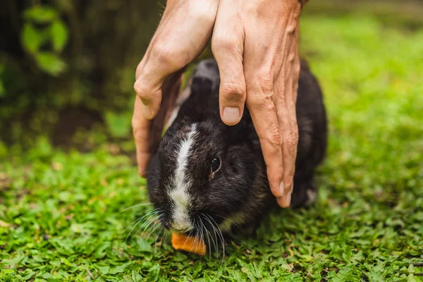 Las manos protegen al conejo. Prueba de cosméticos en animales de conejo. Crueldad libre y detener el concepto de abuso animal — Foto de Stock