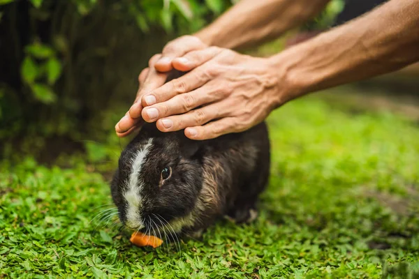 Las manos protegen al conejo. Prueba de cosméticos en animales de conejo. Crueldad libre y detener el concepto de abuso animal — Foto de Stock