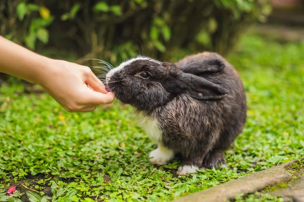 Mãos alimentam o coelho. Teste de cosméticos em animais de coelho. Crueldade livre e parar o conceito de abuso animal — Fotografia de Stock