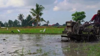 Bali, Endonezya-25 Nisan 2019. Pirinç ekimi önce tarlayetiştirmek çiftçilerin yavaş hareket atış. Alan çamurlu su ile kaplıdır. Güzel kırsal sahne. Güneydoğu Asya'ya Seyahat