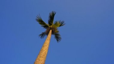 Campuhan sırt yürüyüş veya Ressamlar Ubud yürüyüş gün batımı sırasında yürüyen sarı elbiseli genç bir kadının Süper slowmotion çekim. Bali'deki seyahat noktaları. Travell bali kavramı.