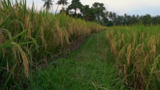 Tiro em câmera lenta de arroz maduro em um grande campo de arroz — Vídeo de Stock