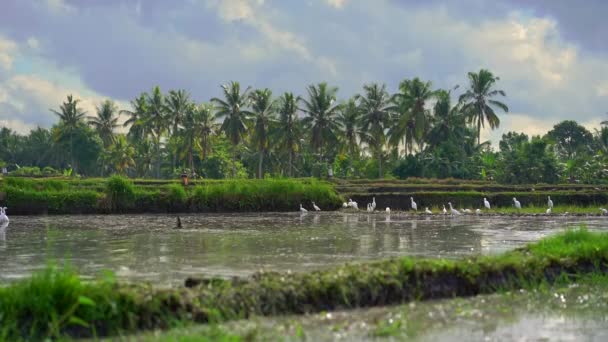 쌀에 하얀 헤론 무리의 슬로우 모션 샷. 밭은 진흙 탕으로 덮여 쌀 심기 위해 준비됩니다. 아름다운 시골 풍경. 동남 아시아 에 여행 개념. — 비디오