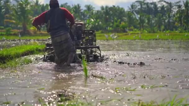 Υπεραργή βολή αγροτών που καλλιεργούν το χωράφι πριν φυτέψουμε ρύζι. Το χωράφι είναι καλυμμένο με λασπωμένο νερό. Όμορφη αγροτική σκηνή. Travell προς Νοτιοανατολική Ασία έννοια. — Αρχείο Βίντεο