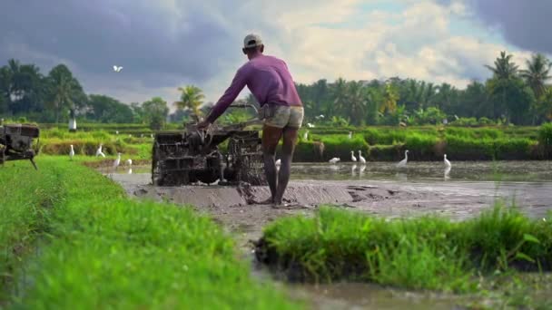 农民在种植水稻前耕种田地的超慢动作镜头。田野里满是泥水。美丽的乡村景色。前往东南亚的概念. — 图库视频影像