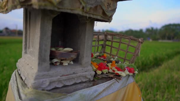 Zeitlupenaufnahme eines kleinen Feldtempels oder Geisterhauses auf einem großen Reisfeld auf der Insel Bali — Stockvideo