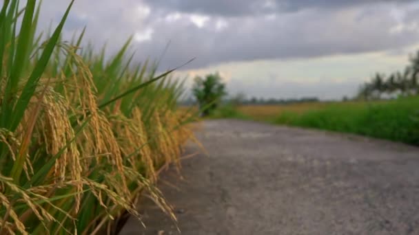 Μια αργή βολή ώριμου ρυζιού σε ένα μεγάλο χωράφι ρυζιού — Αρχείο Βίντεο