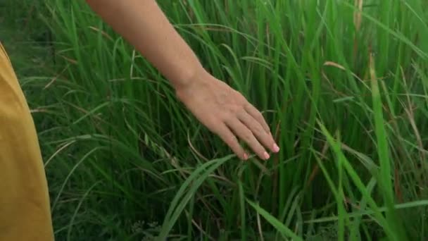 Super slowmotion skott av en ung kvinna i en gul klänning promenader under solnedgången på Campuhan Ridge Walk eller målare gångväg i Ubud. Travell destinationer på Bali. Travell till Bali Concept. — Stockvideo