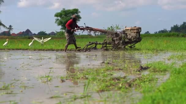 巴厘岛，印度尼西亚-2019年4月25日。农民在种植水稻前耕种田地的慢动作镜头。田野里满是泥水。美丽的乡村景色。前往东南亚 — 图库视频影像