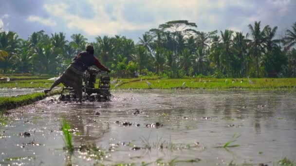 Superslowmotion tiro de los agricultores que cultivan el campo antes de plantar arroz. El campo está cubierto de agua fangosa. Hermosa escena rural. Viajar al sudeste asiático concepto . — Vídeos de Stock