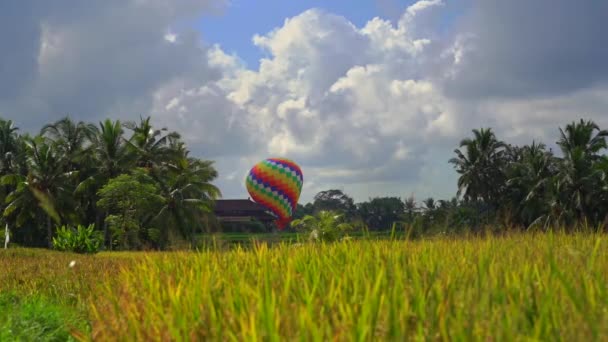 Colorido globo de aire caliente en el campo de arroz. Viaje al concepto del sudeste asiático. Bali destino de viaje — Vídeo de stock