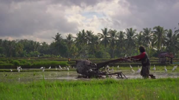 Los agricultores cultivan el campo antes de plantar arroz. El campo está cubierto de agua fangosa. Hermosa escena rural. Viajar al sudeste asiático concepto . — Vídeos de Stock