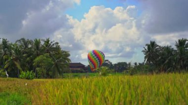 Pirinç tarlasında renkli sıcak hava balonu. Güney Doğu Asya konseptine seyahat edin. Bali seyahat hedef