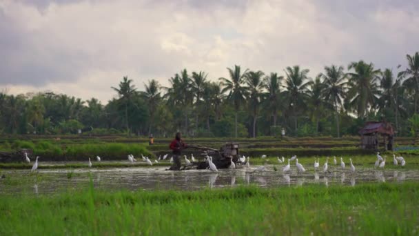 Los agricultores cultivan el campo antes de plantar arroz. El campo está cubierto de agua fangosa. Hermosa escena rural. Viajar al sudeste asiático concepto . — Vídeos de Stock