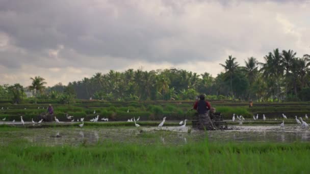 Petani membudidayakan ladang sebelum menanam padi. Ladang ditutupi dengan air berlumpur. Desa yang indah. Travell ke Asia Tenggara konsep . — Stok Video