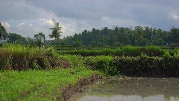 Steadicam abattu d'un troupeau de hérons blancs sur du riz classé. Le champ est couvert d'eau boueuse et préparé pour la plantation de riz. Belle scène rurale. Concept Voyager en Asie du Sud-Est .