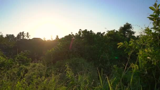 Super-Zeitlupenaufnahme einer jungen Frau in einem gelben Kleid, die bei Sonnenuntergang auf dem Campuhan-Grat oder dem Malersteg in Ubud spaziert. Reiseziele auf Bali. travell to bali concept. — Stockvideo