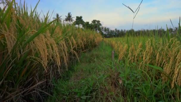 Tiro em câmera lenta de arroz maduro em um grande campo de arroz — Vídeo de Stock