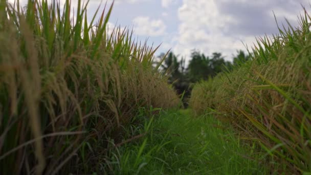 Arroz maduro em um grande campo de arroz — Vídeo de Stock