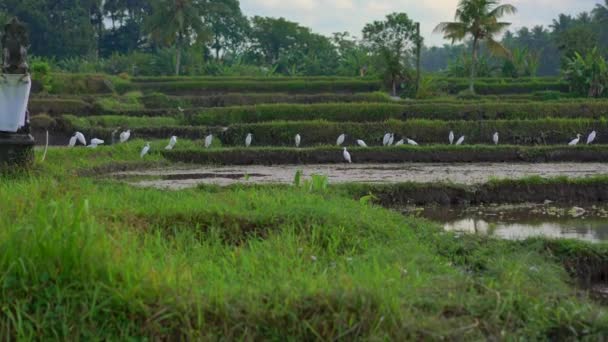 Steadicam schoot van een kudde witte reigers op rijst gearchiveerd. Het veld is bedekt met modderig water en bereid voor rijst aanplant. Prachtige landelijke scène. Travell naar Zuidoost-Azië concept. — Stockvideo