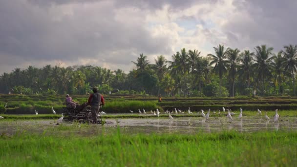 Los agricultores cultivan el campo antes de plantar arroz. El campo está cubierto de agua fangosa. Hermosa escena rural. Viajar al sudeste asiático concepto . — Vídeos de Stock