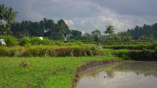 Tembakan Steadicam dari sekawanan heron putih pada beras diajukan. Ladang ini ditutupi dengan air berlumpur dan disiapkan untuk penanaman padi. Desa yang indah. Travell ke Asia Tenggara konsep . — Stok Video