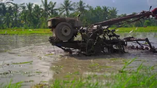 Superslowmotion shot van boeren die het veld cultiveren voor het planten van rijst. Het veld is bedekt met modderig water. Prachtige landelijke scène. Travell naar Zuidoost-Azië concept. — Stockvideo