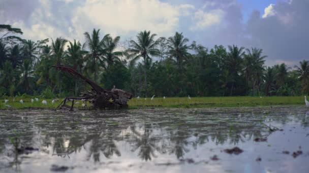 Agricultores tractor para cultivar el campo antes de plantar arroz en un campo de arroz. El campo está cubierto de agua fangosa. Hermosa escena rural. Viajar al sudeste asiático concepto . — Vídeos de Stock