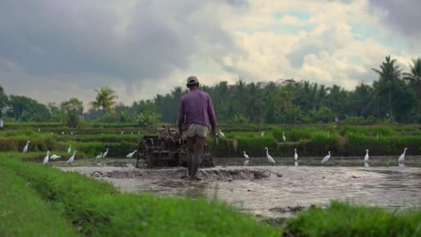 Jordbrukare odla fältet innan plantering ris. Området är täckt med lerigt vatten. Vacker lantlig scen. Travell till sydöstra Asien Concept. — Stockvideo