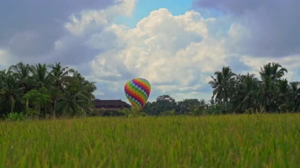 Colorido globo de aire caliente en el campo de arroz. Viaje al concepto del sudeste asiático. Bali destino de viaje — Vídeo de stock